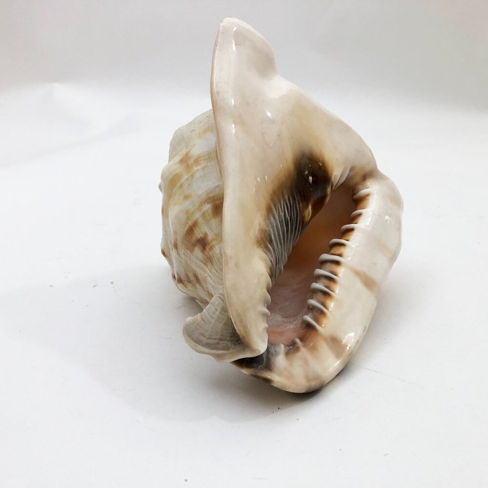 Horned Tiger Striped Conch Shell 7x5x5 inches Vintage large